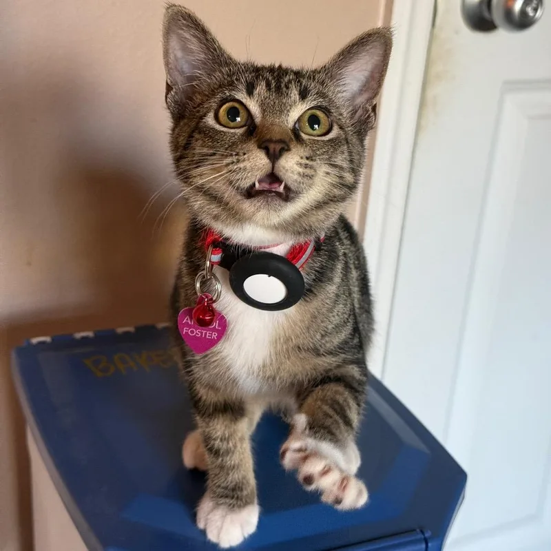 A baby medium-sized female Brown / Chocolate Domestic Short Hair cat named Polly Pocket for adoption in Brownsboro, AL