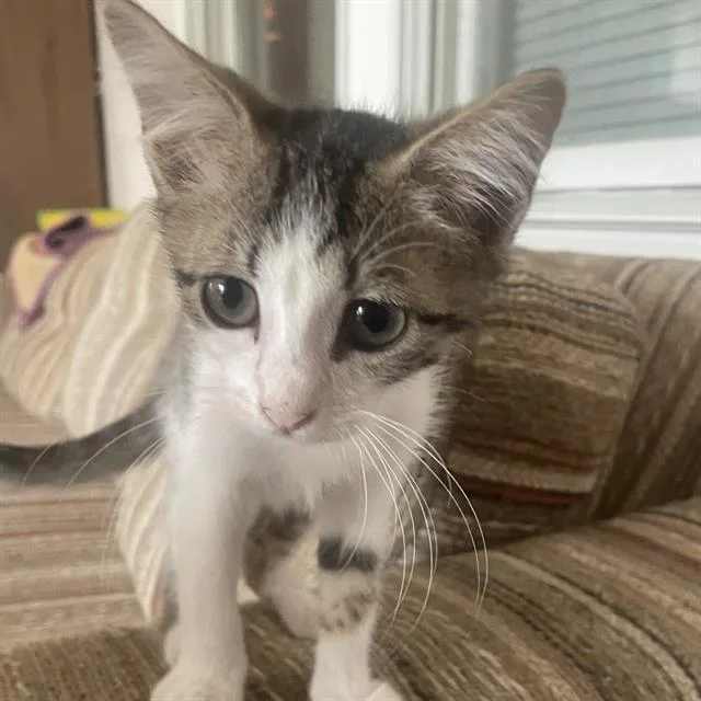 A baby small-sized male Domestic Short Hair cat named Lucky for adoption in San Antonio, TX