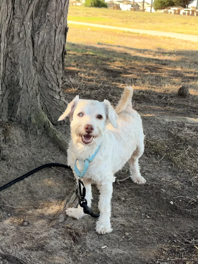 A senior small-sized male White / Cream Terrier dog named Jasper for adoption in Thousand Oaks, CA