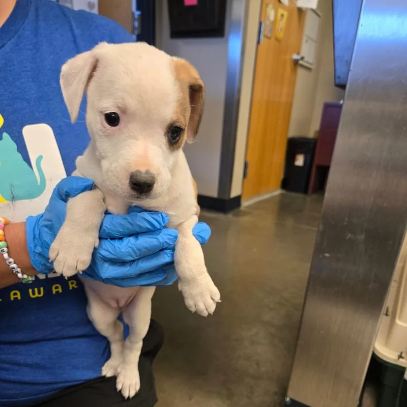 A baby small-sized female White / Cream Labrador Retriever dog named Daulton for adoption in Newark, DE