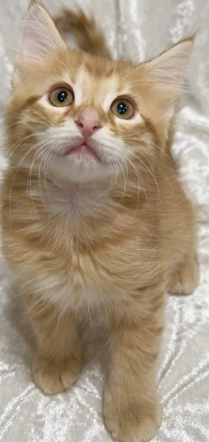 A baby small-sized male Domestic Long Hair cat named Apollo for adoption in Miami, FL