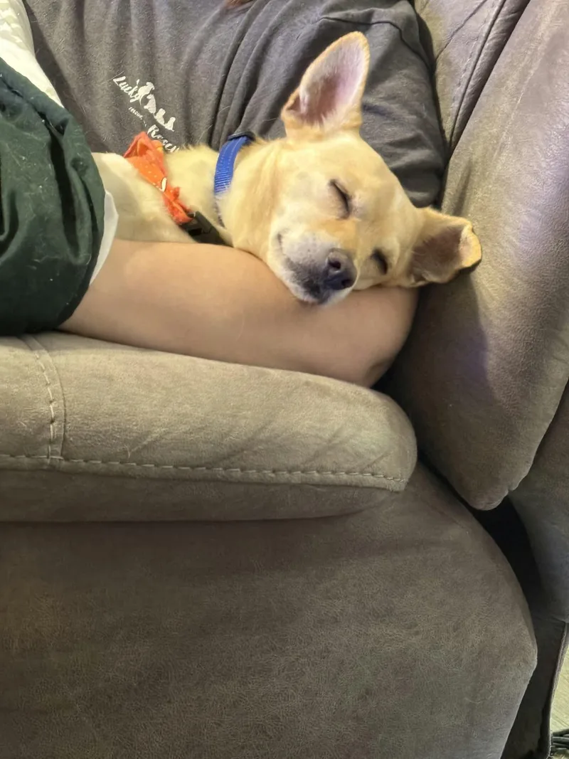 An adult small-sized male Mixed Breed dog named Lord Henry for adoption in De Pere, WI