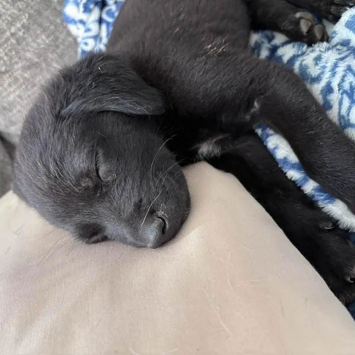 A baby small-sized male Black Labrador Retriever dog named Grizzly for adoption in Raleigh, NC