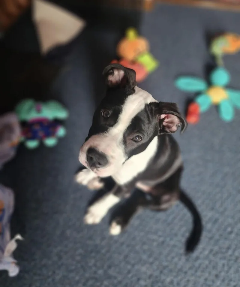A baby medium-sized female American Bully dog named Peony for adoption in East Amherst, NY