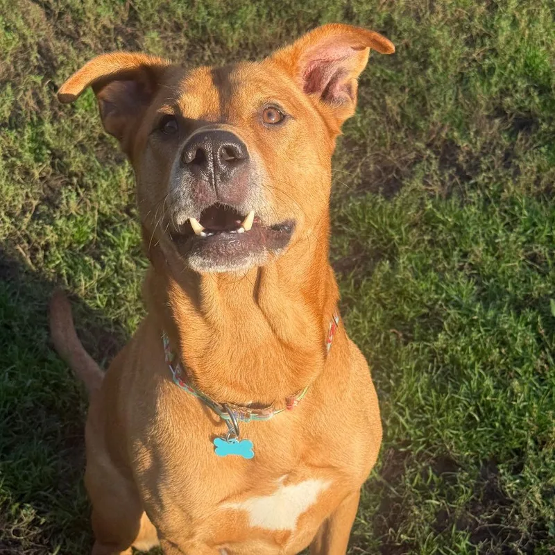An adult large-sized male Mixed Breed dog named Ollie for adoption in Owosso, MI