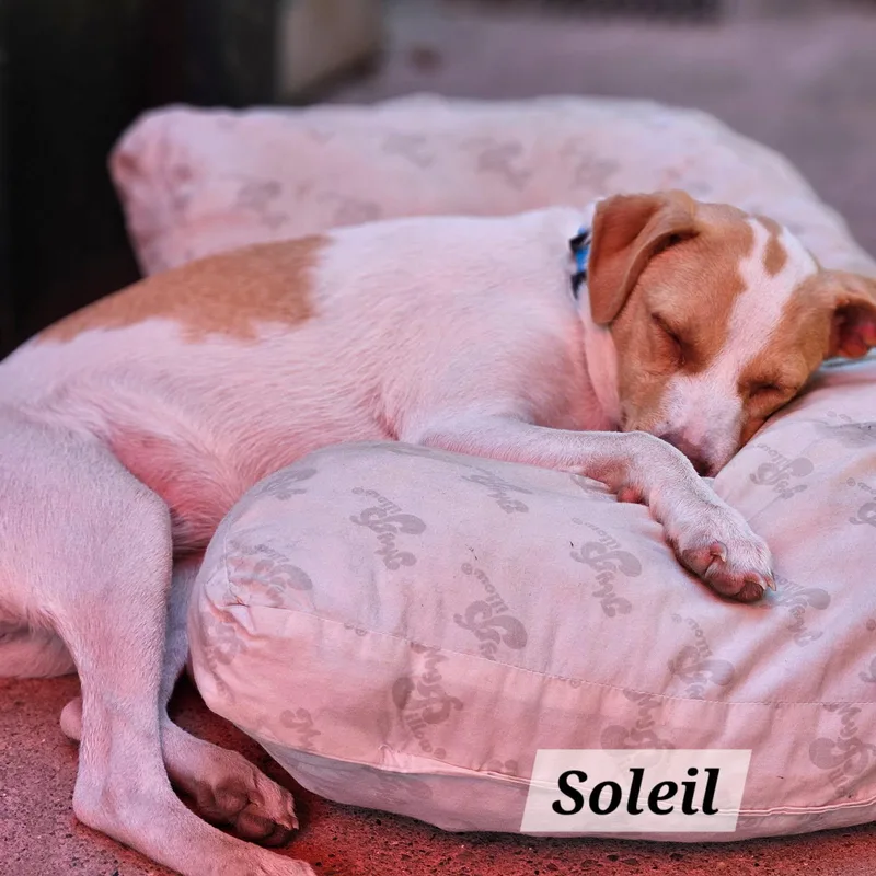Soleil