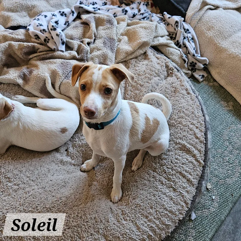 Soleil thumbnail 4