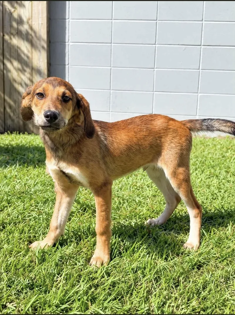 A young medium-sized male Brown / Chocolate Hound dog named Finn for adoption in Alexander City, AL
