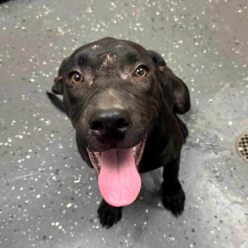 A young medium-sized female Black Mixed Breed dog named Stephanie for adoption in Columbiana, AL