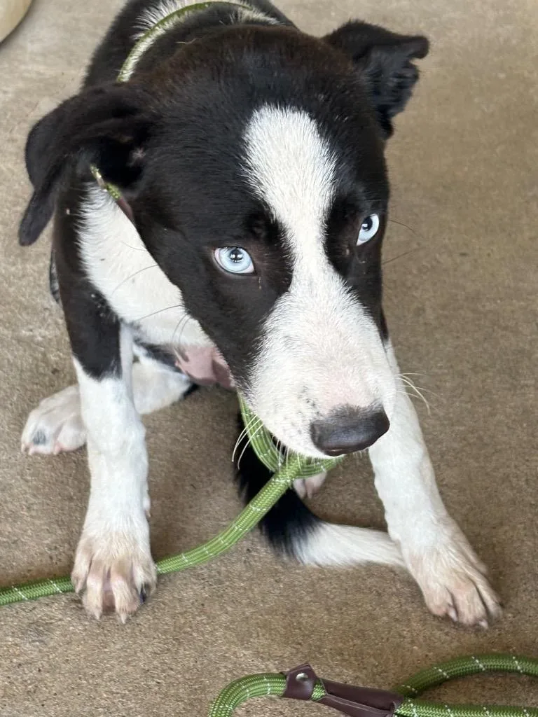 A baby medium-sized female Collie dog named Rockella for adoption in Ada, OK