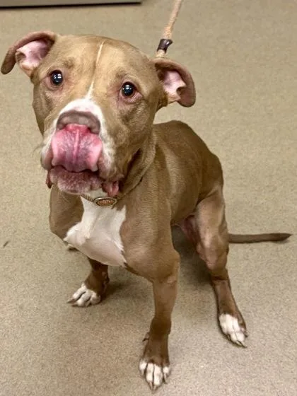 An adult large-sized male Mixed Breed dog named Banks for adoption in Chamblee, GA