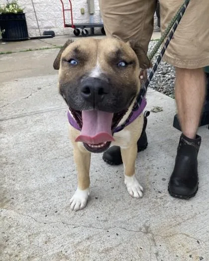 A young large-sized male Mixed Breed dog named Bodie for adoption in Hamilton, NJ