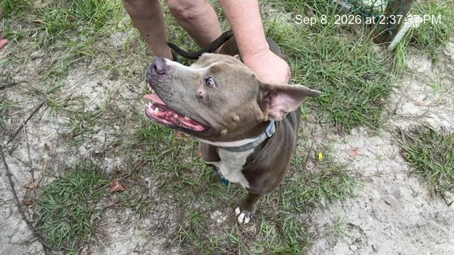 A young medium-sized male Pit Bull Terrier dog named Wisp for adoption in Ocala, FL