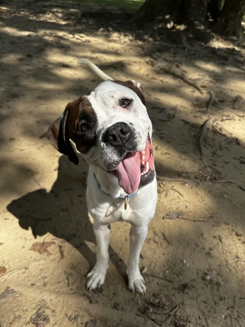 An adult large-sized male White / Cream Mixed Breed dog named Speckles for adoption in Reisterstown, MD