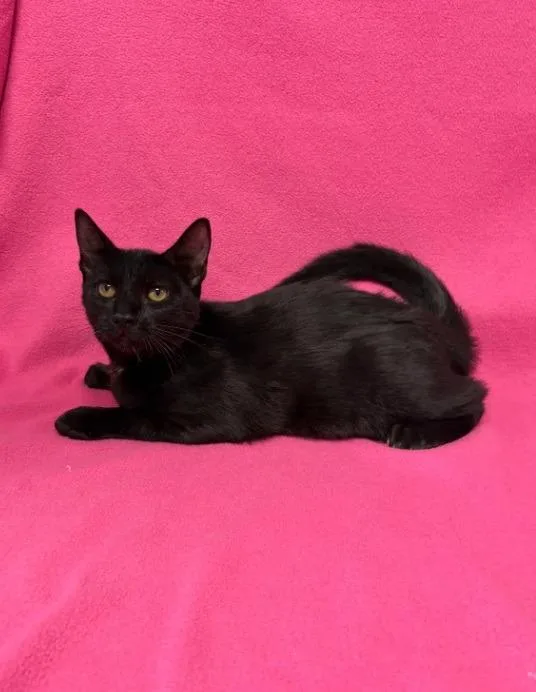 A baby medium-sized male Domestic Short Hair cat named Connor for adoption in Kingsland, GA