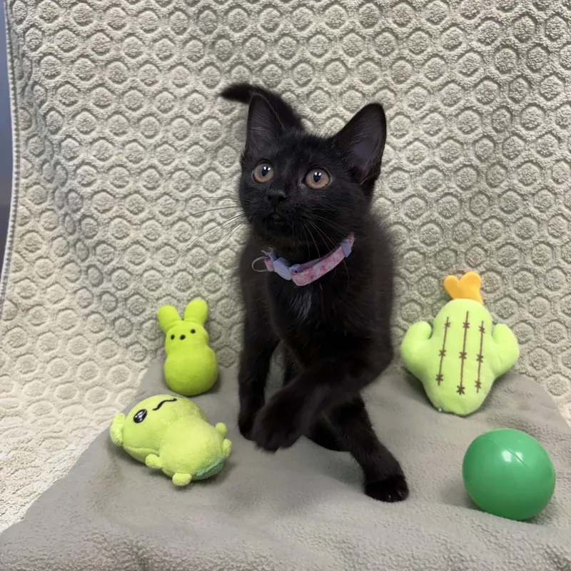 A baby medium-sized female Domestic Short Hair cat named Gwen for adoption in Bear, DE