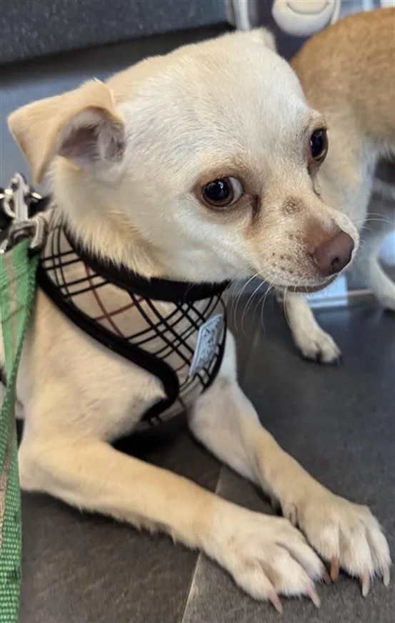 A young small-sized male Chihuahua dog named Blanco for adoption in Los Angeles, CA