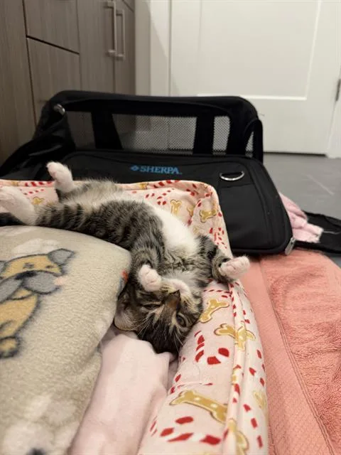 A baby small-sized male Domestic Short Hair cat named Cody for adoption in Charlotte, NC