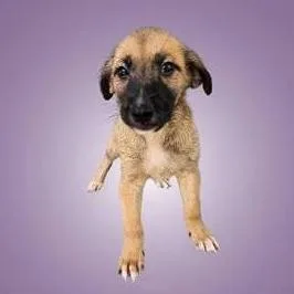 Dunk