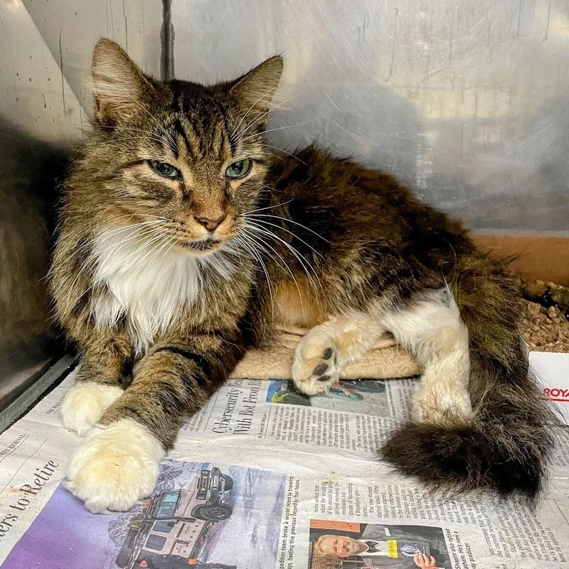 An adult small-sized male Brown / Chocolate Domestic Medium Hair cat named "Pebbles" for adoption in Verona, VA