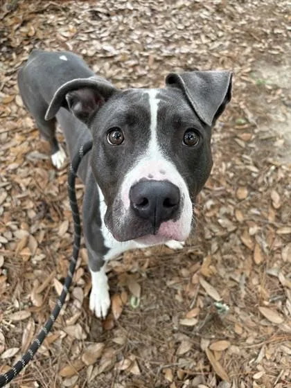An adult large-sized female Black Mixed Breed dog named Valkyrie for adoption in Covington, LA