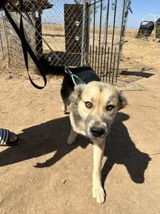 A baby large-sized male Husky dog named Mango for adoption in Fresno, CA