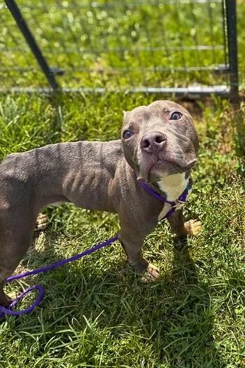 An adult medium-sized male Gray / Blue / Silver Mixed Breed dog named Baby Dolphin for adoption in Cincinnati, OH