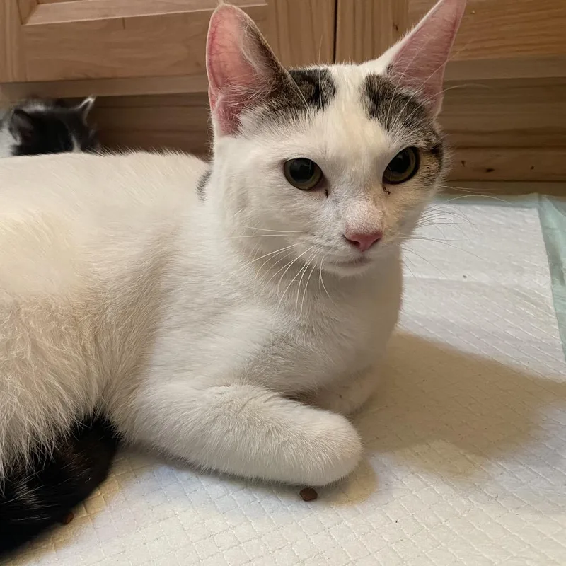 An adult small-sized female White American Shorthair cat named Dana for adoption in Newberg, OR
