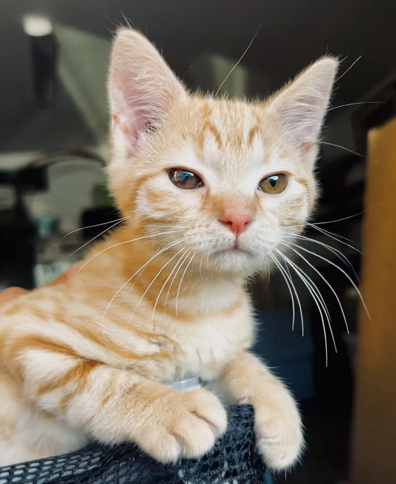 Kat thumbnail 3