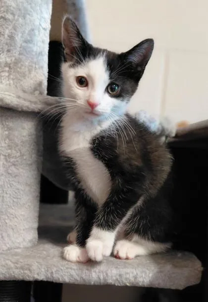 A baby small-sized male Domestic Short Hair cat named Konrad for adoption in Wilkesboro, NC