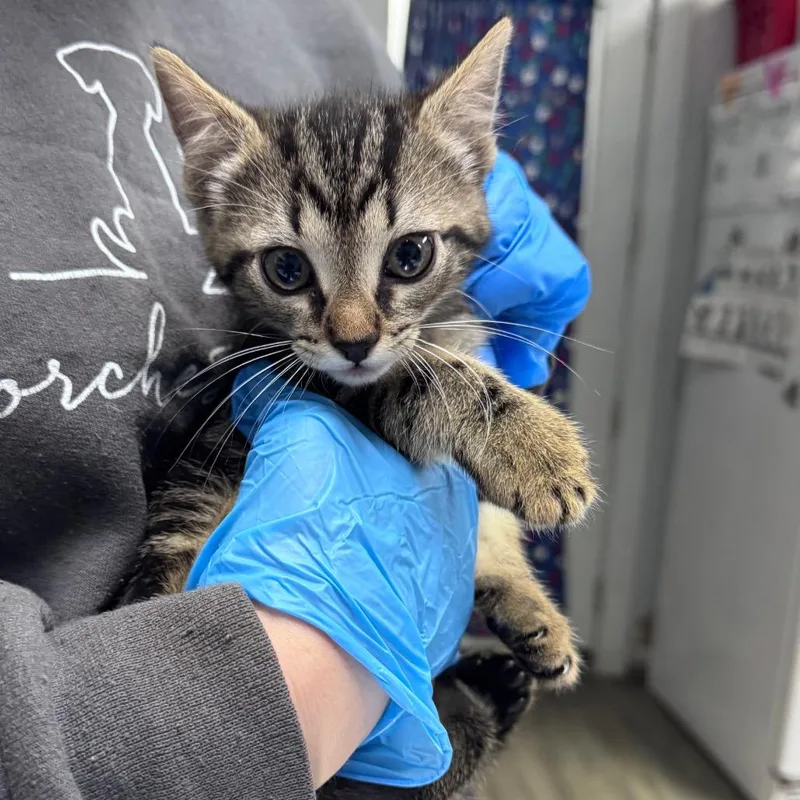 A baby small-sized male Brown / Chocolate Domestic Short Hair cat named Miles for adoption in Summerville, SC
