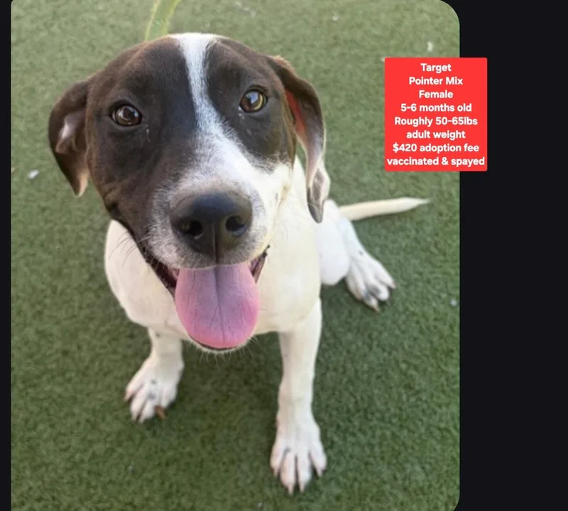 A baby medium-sized female Pointer dog named Target for adoption in Oviedo, FL