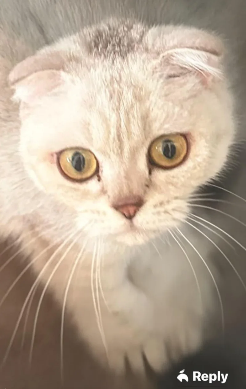 A young medium-sized female Scottish Fold cat named Sugar for adoption in Snow Hill, MD