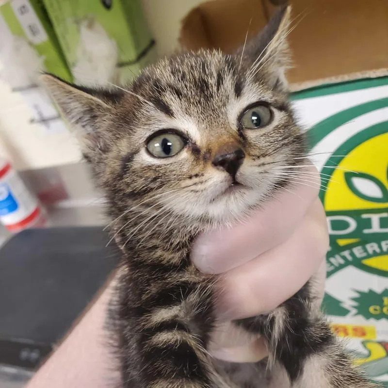 A baby small-sized female Gray / Blue / Silver Domestic Short Hair cat named French Fry for adoption in Asheville, NC