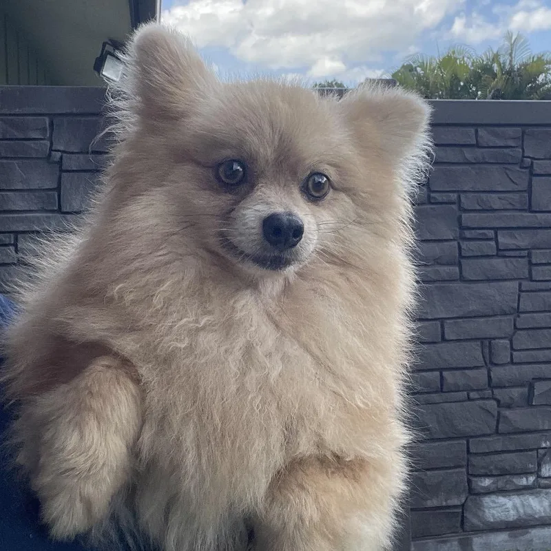 A young small-sized female Yellow / Tan / Blond / Fawn Pomeranian dog named Honey Bee for adoption in LOXAHATCHEE, FL