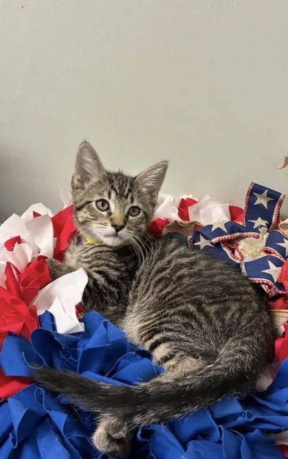 A baby medium-sized male Domestic Short Hair cat named Webster for adoption in Picayune, MS