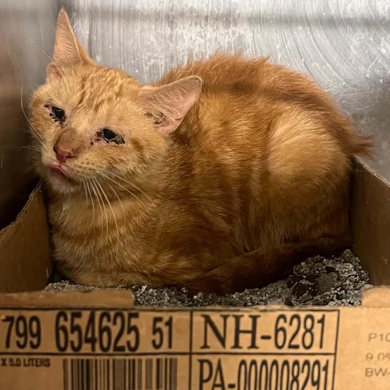 A young small-sized male Orange / Red Domestic Short Hair cat named Tails for adoption in Pasadena , MD