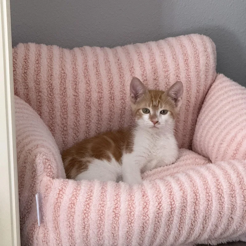 A baby medium-sized male Tabby cat named Marcus for adoption in Maitland, FL