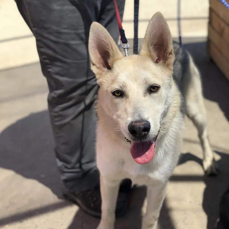 A senior large-sized female Apricot / Beige Shepherd dog named Felicia for adoption in Fresno, CA