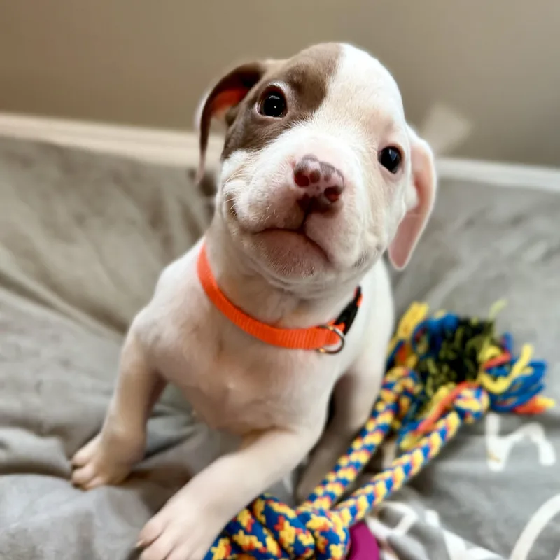A baby medium-sized female White / Cream American Bulldog dog named Kessa for adoption in Brentwood, TN