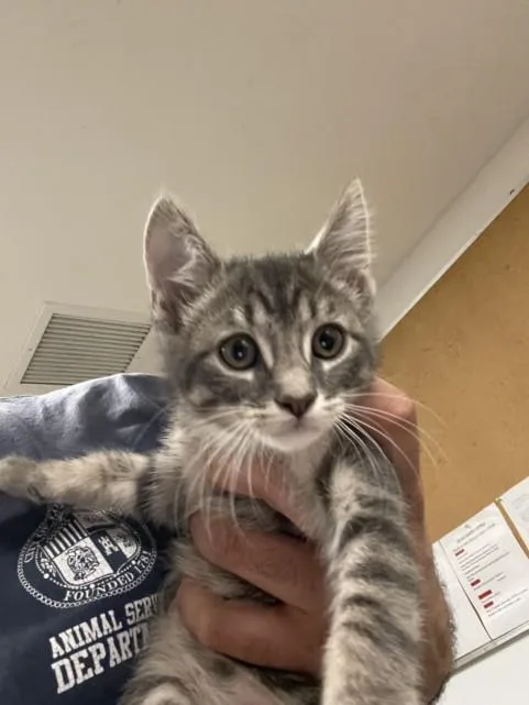 A baby small-sized female Domestic Short Hair cat named A for adoption in Van Nuys, CA
