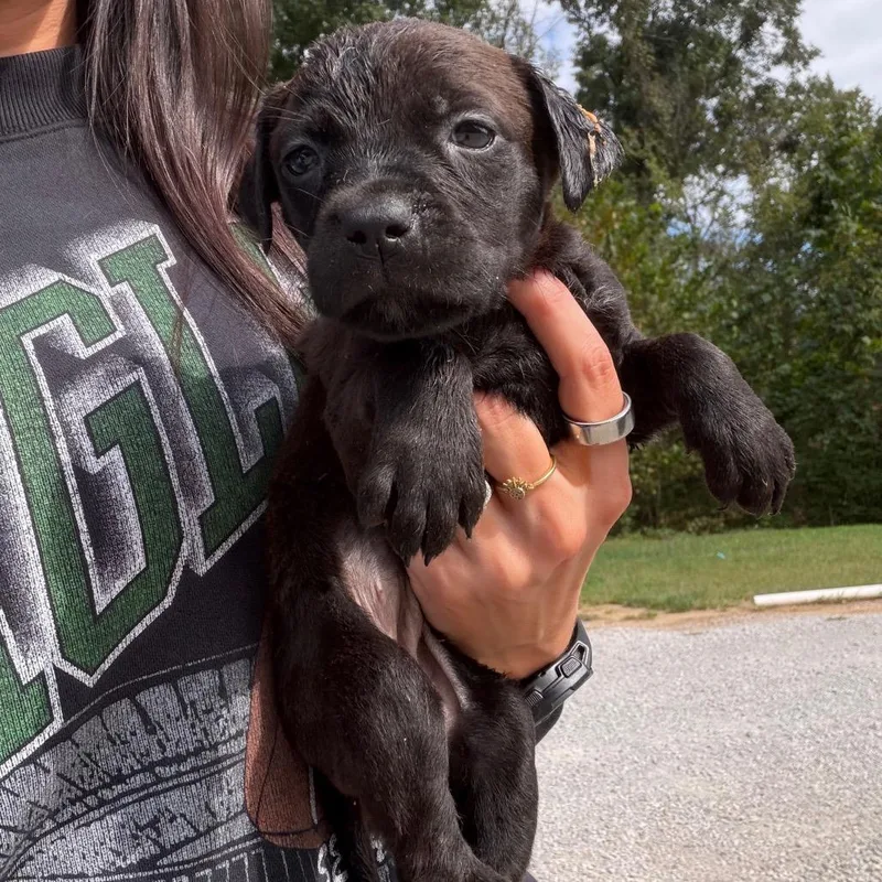 A baby medium-sized female Black Mixed Breed dog named Flo for adoption in Red House, WV