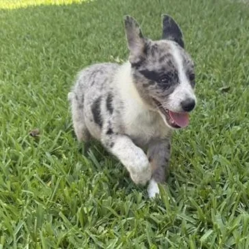A baby medium-sized male Merle (Blue) Australian Shepherd dog named Beau for adoption in Quitman, TX