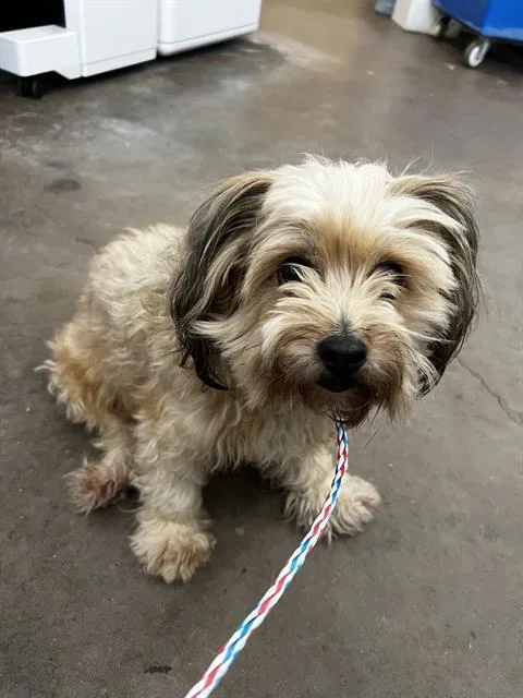 An adult small-sized female Shih Tzu dog named Dazzie for adoption in Dallas, TX