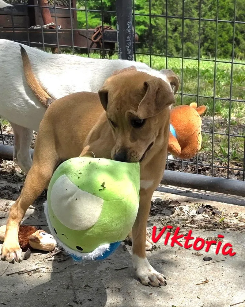 Viktoria thumbnail 2