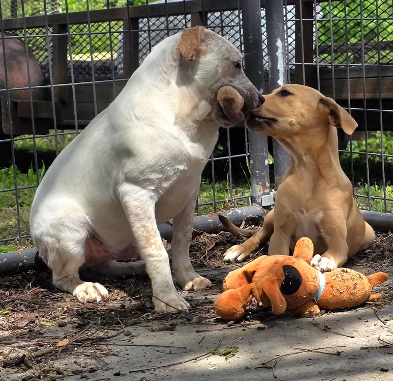 Viktoria thumbnail 4