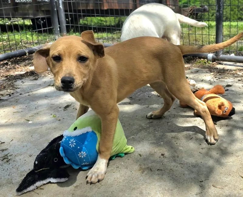 A baby medium-sized female Yellow / Tan / Blond / Fawn Labrador Retriever dog named Viktoria for adoption in Watertown, CT