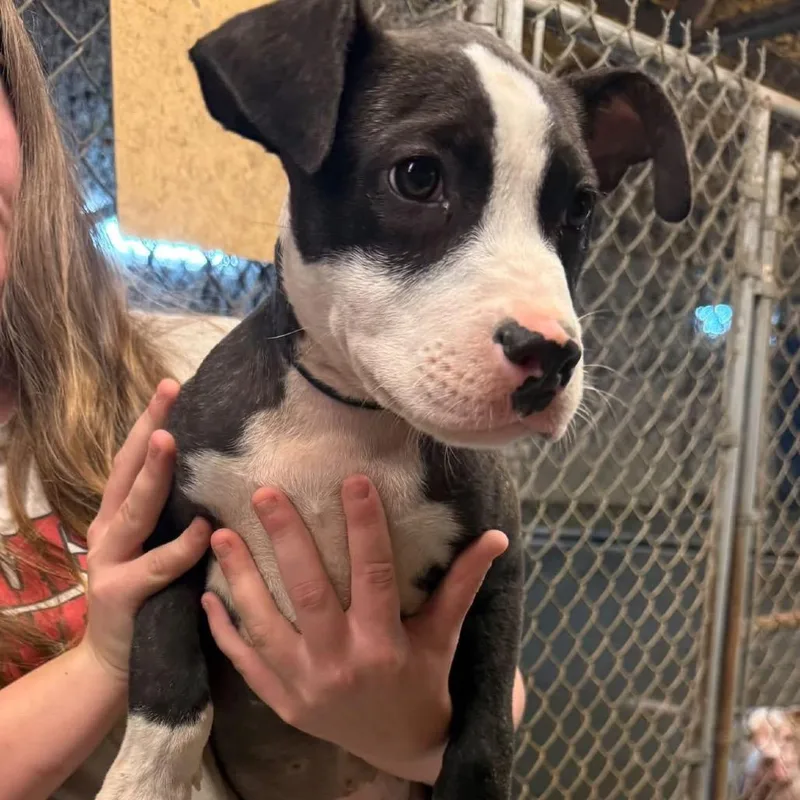 A baby medium-sized male Pit Bull Terrier dog named Sherman for adoption in Brainerd, MN