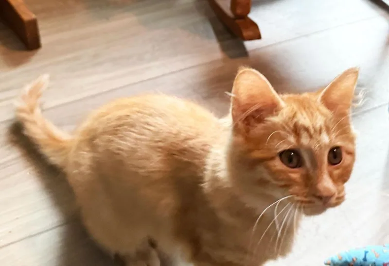A baby medium-sized female Domestic Medium Hair cat named Midori for adoption in Youngsville, NC