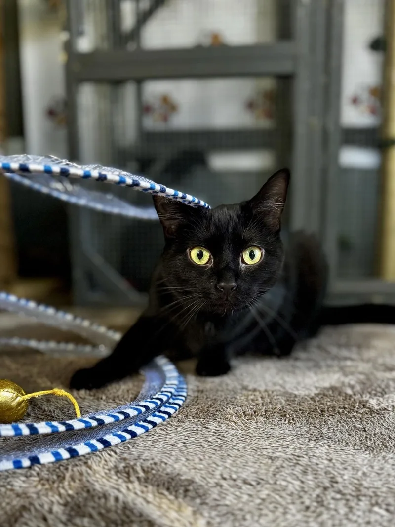 A young medium-sized female Black American Shorthair cat named Narnia for adoption in Greensburg, PA